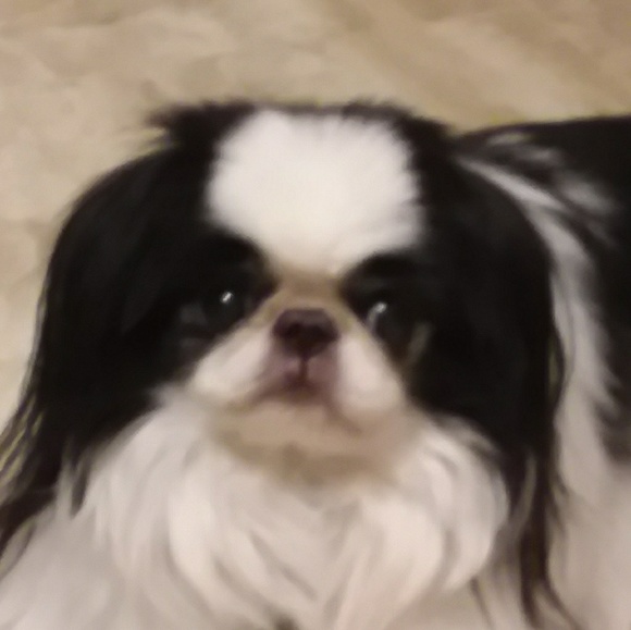 Meet your Posher, Nancy - Picture 3 of 3